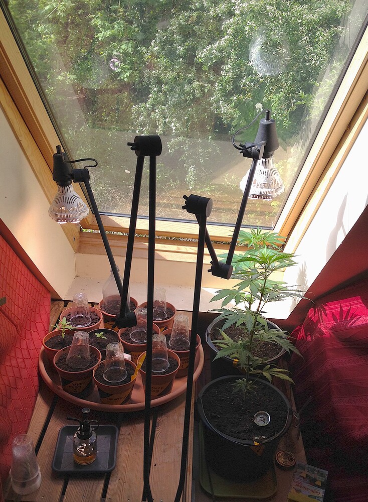 Ein Grow-Setup an einem Dachfenster mit mehreren kleinen Töpfen unter Plastikhauben und einer größeren Pflanze in einem schwarzen Topf, beleuchtet durch zwei Schreibtischlampen.