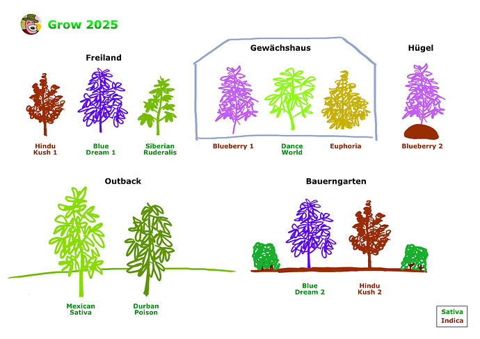 Ein handgezeichneter Bebauungsplan für einen Cannabis-Grow 2025, der verschiedene Standorte wie Freiland, Gewächshaus, Hügel, Outback und Bauerngarten mit den jeweiligen Pflanzensorten auflistet.