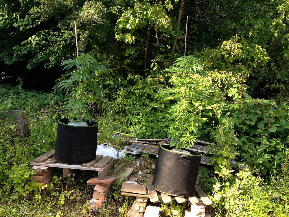 Growreport Bild 9