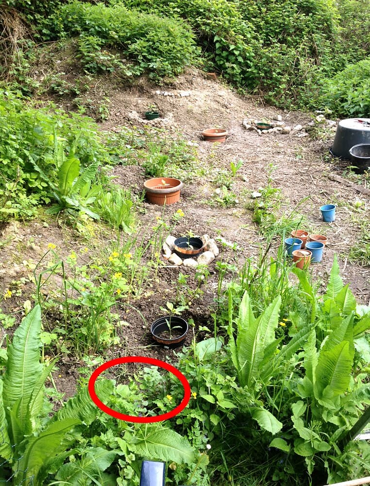 Growreport Bild 9