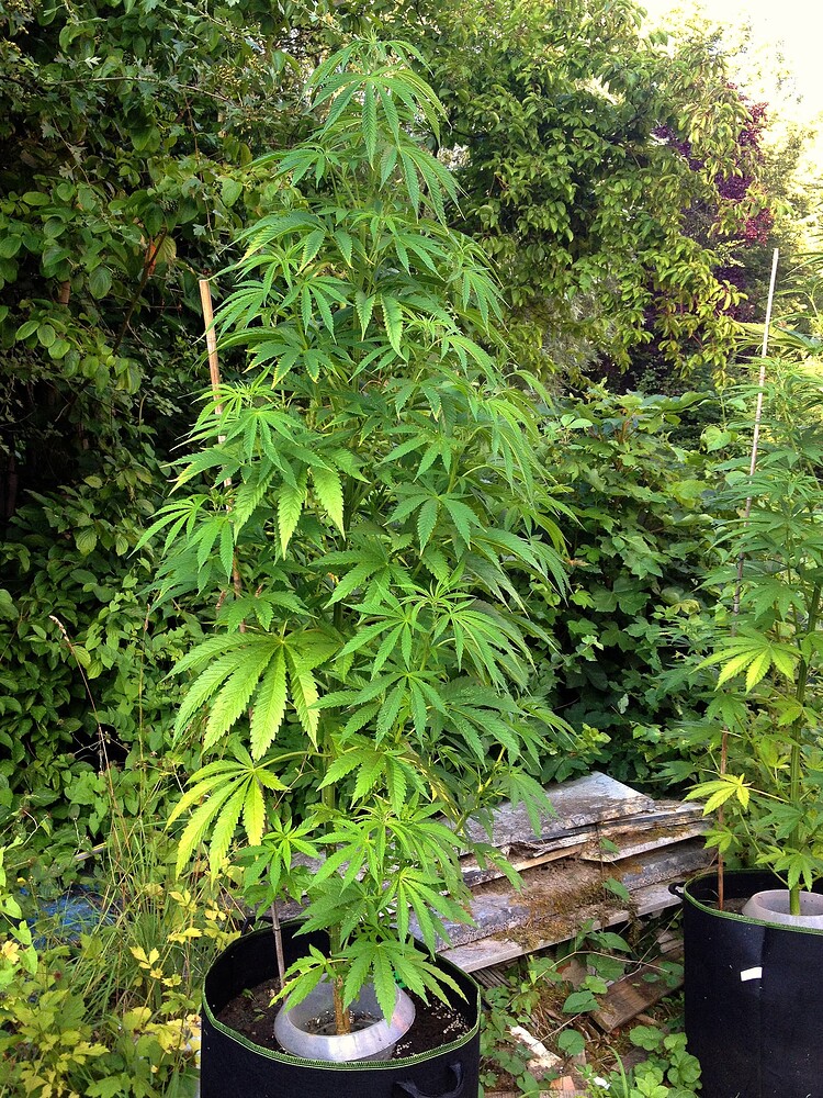 Growreport Bild 30