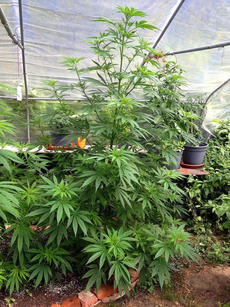 Growreport Bild 2