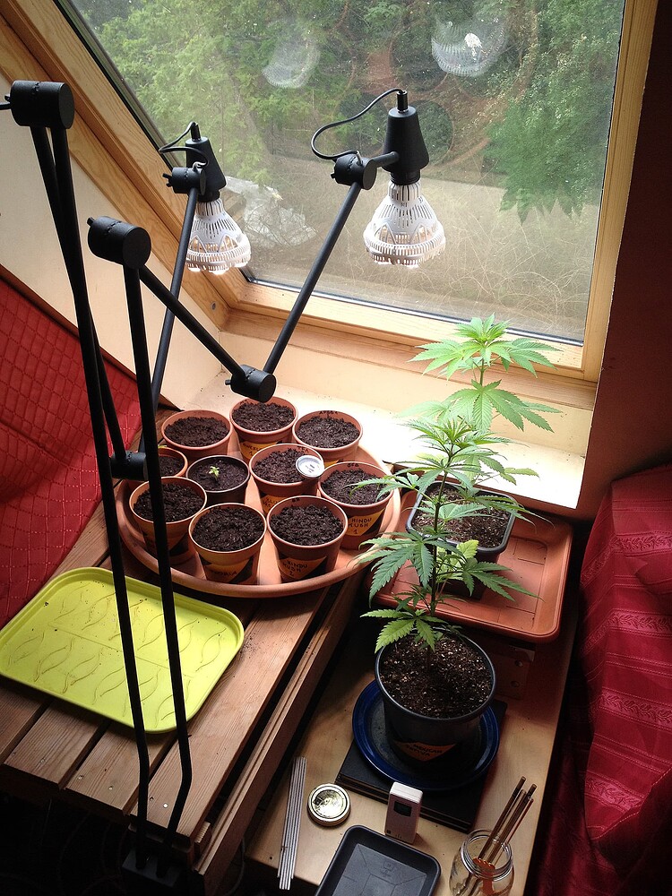 Growreport Bild 5