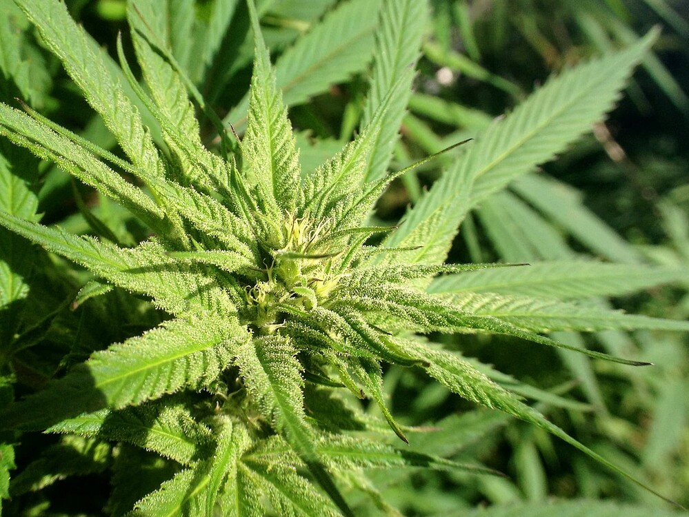Growreport Bild 2