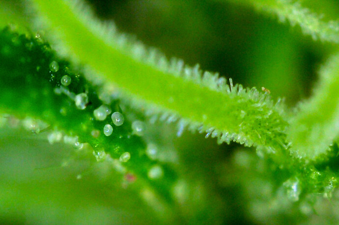 Growreport Bild 15