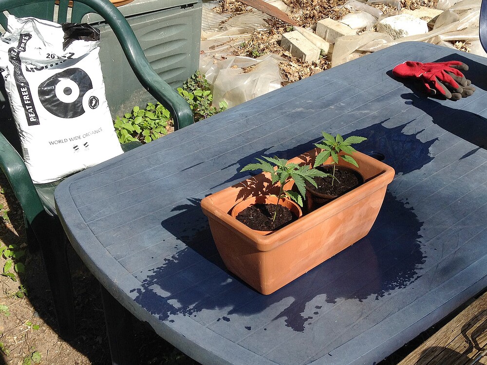 Zwei junge Cannabispflanzen in kleinen Töpfen, die in einem größeren Terrakotta-Gefäß auf einem blauen Gartentisch stehen, daneben ein Sack BioBizz LightMix Erde.