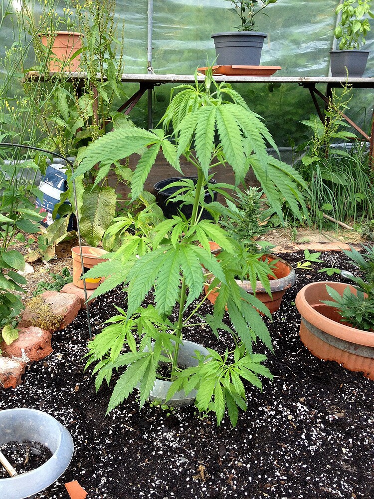 Growreport Bild 5