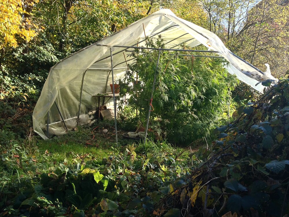 Growreport Bild 1