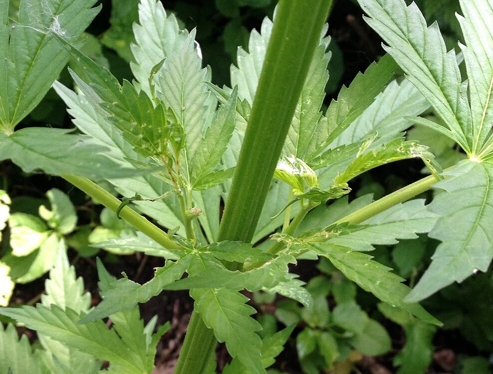 Growreport Bild 3