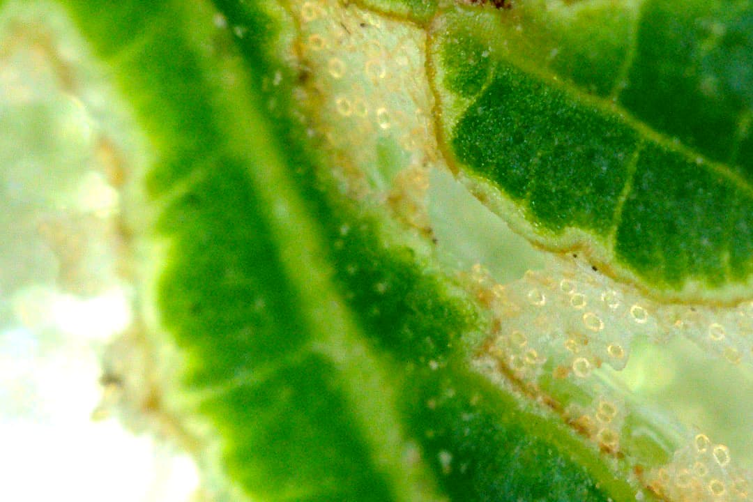Growreport Bild 40