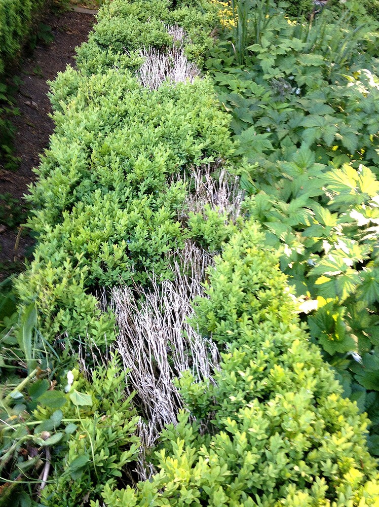 Eine stark geschädigte Buchsbaumhecke mit abgestorbenen, kahlen Ästen im Garten.