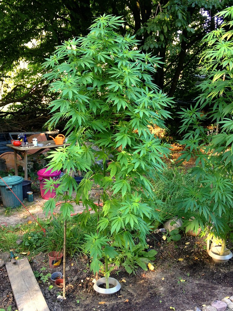 Growreport Bild 20