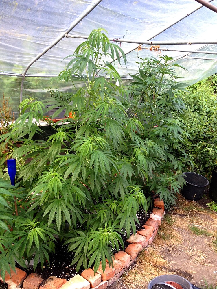 Growreport Bild 42
