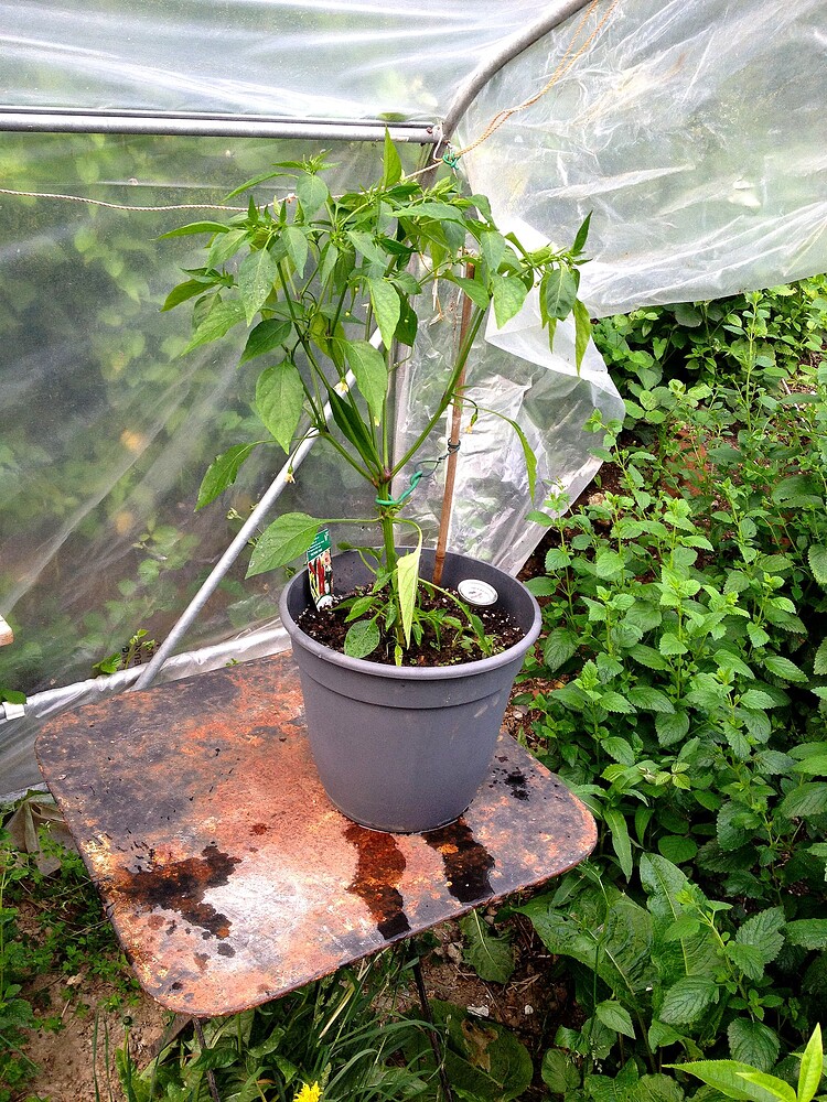 Eine Chili-Pflanze in einem grauen Topf auf einem rostigen Metalltisch vor einer Gewächshausfolie.