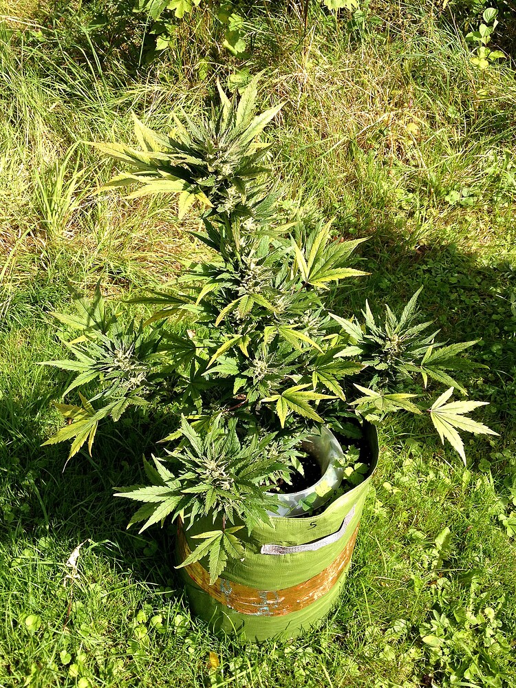 Growreport Bild 45