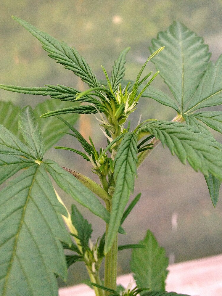 Nahaufnahme der Spitze einer jungen Cannabis-Pflanze, die gerade in die Blütephase eintritt, mit sichtbaren weißen Stigmen.