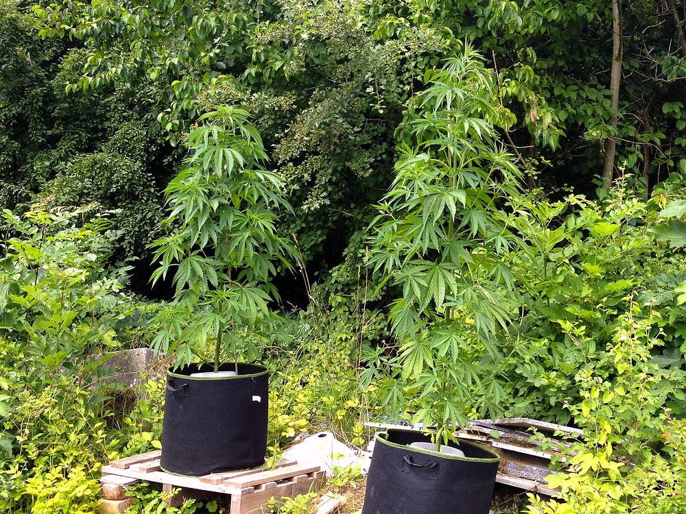 Growreport Bild 36