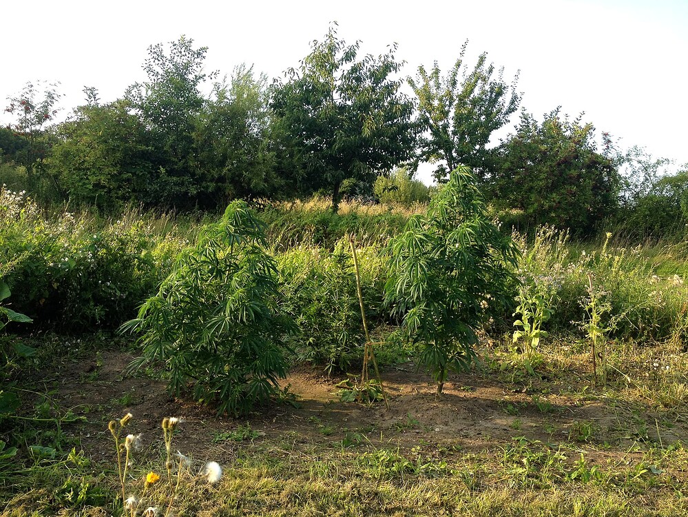 Growreport Bild 15