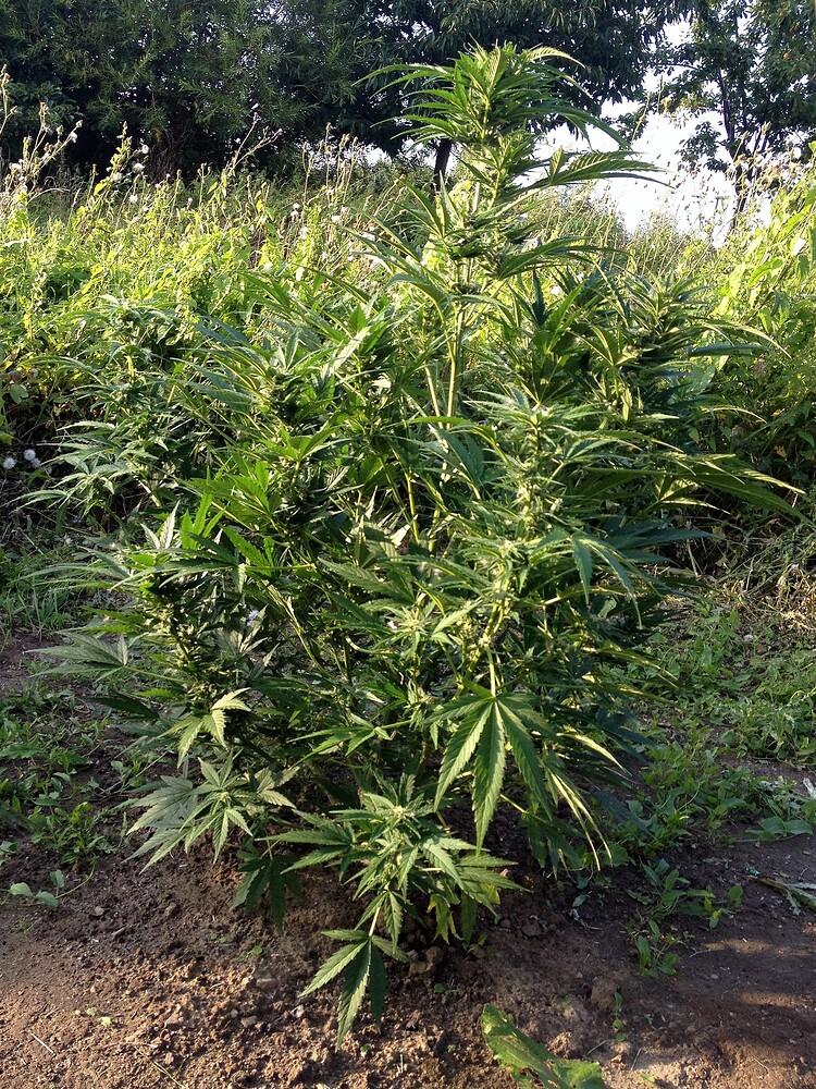 Growreport Bild 16