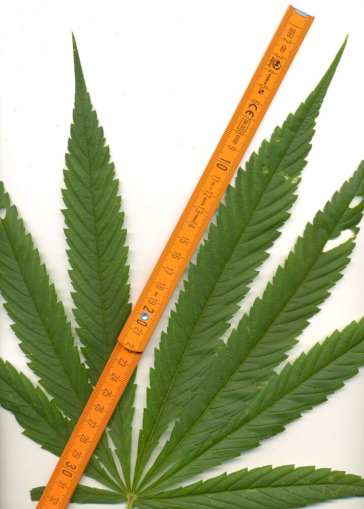Growreport Bild 57