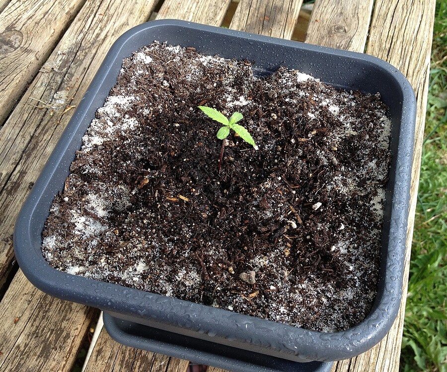 Ein kleiner Cannabis-Sämling in einem quadratischen Topf mit dunkler Erde und Perlite auf einem Holztisch.