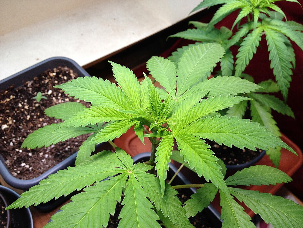 Drei Cannabis-Pflanzen in verschiedenen Wachstumsstadien in Töpfen auf einer Fensterbank.
