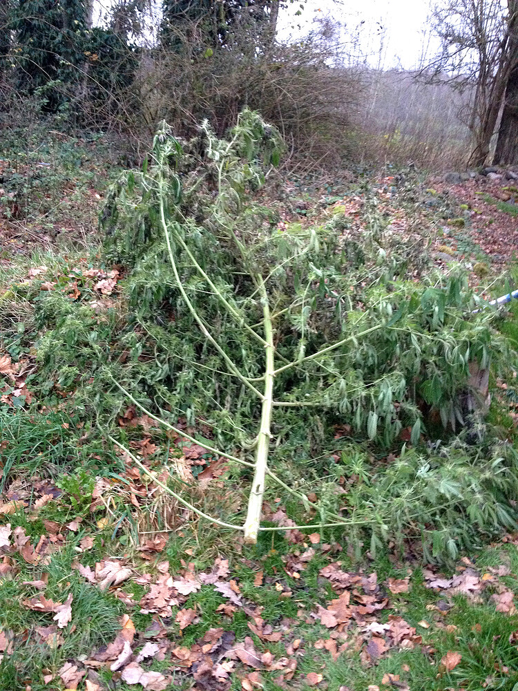 Eine geerntete Cannabis-Pflanze liegt auf dem Boden im Freien.