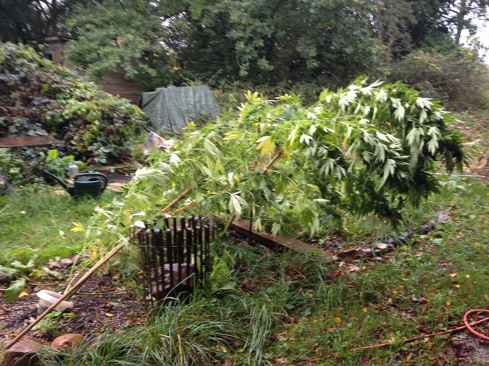 Growreport Bild 1