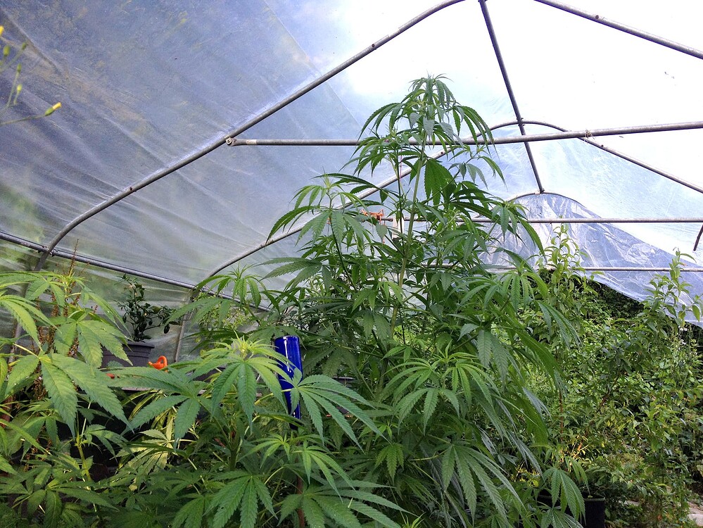 Growreport Bild 43