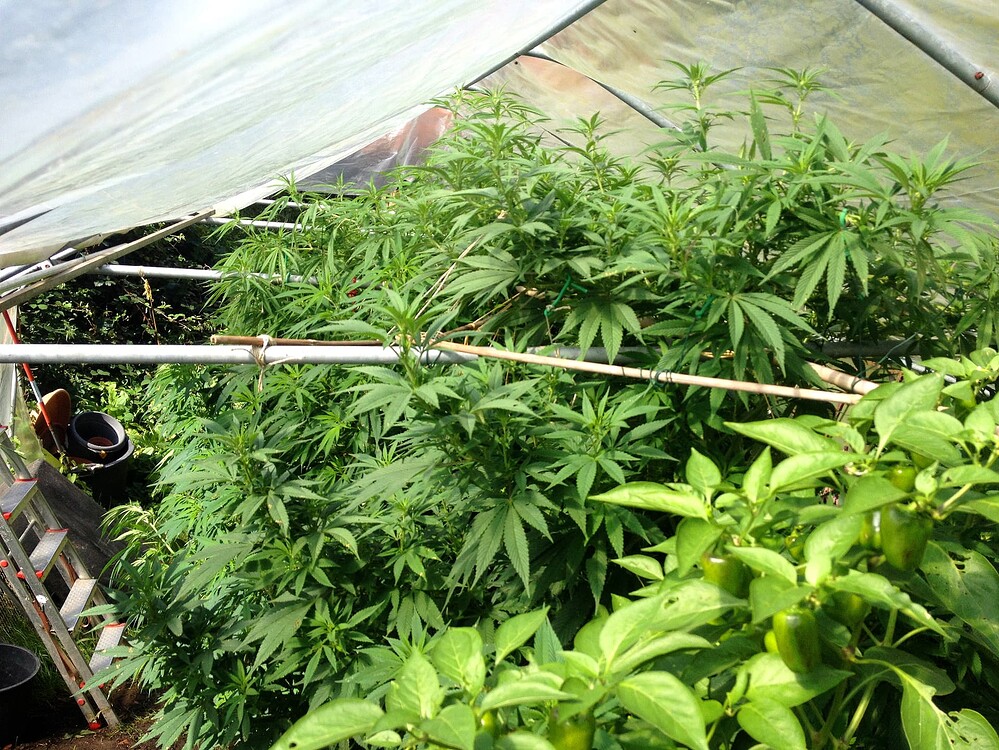 Growreport Bild 35