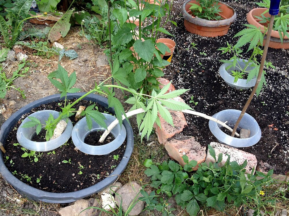 Growreport Bild 26