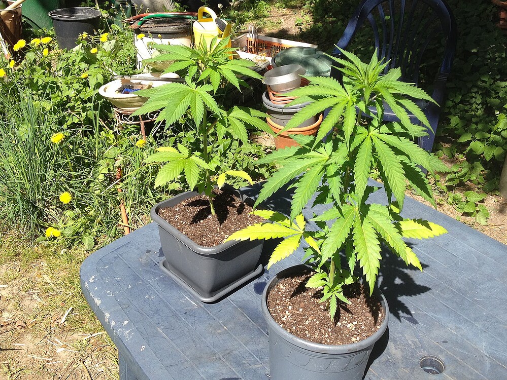 Growreport Bild 23