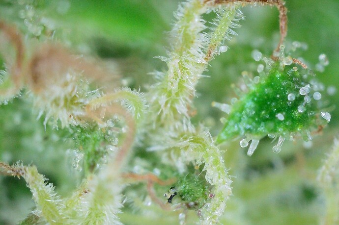 Growreport Bild 6