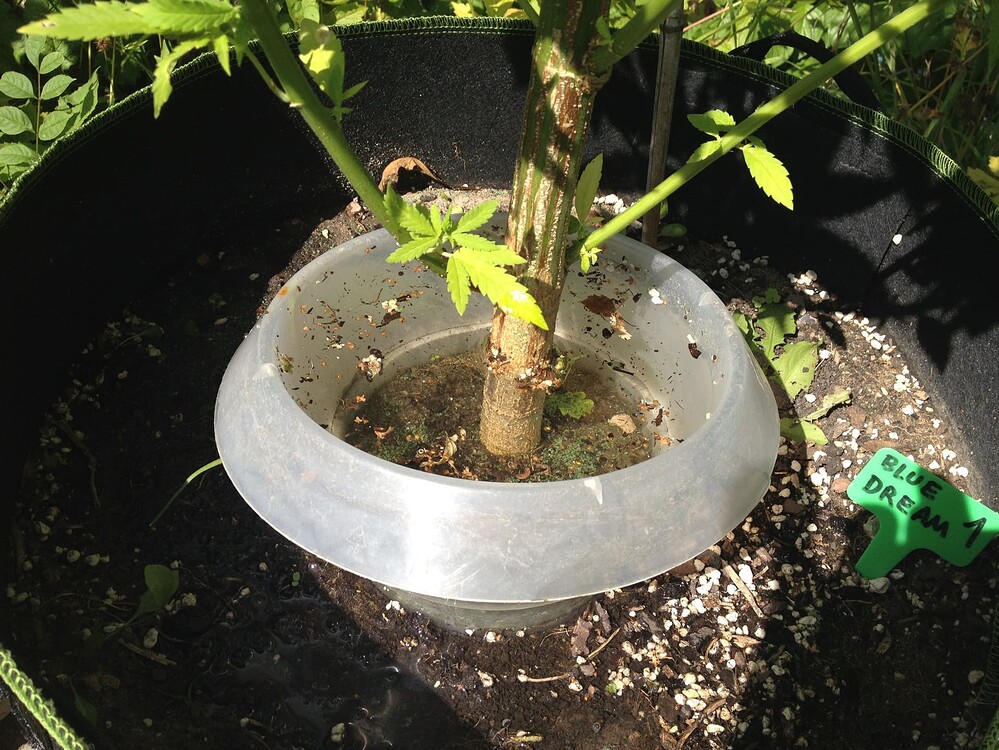 Growreport Bild 71