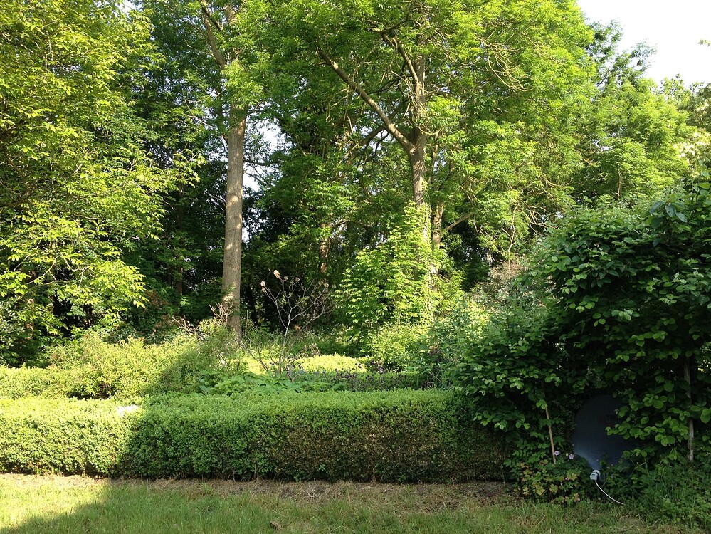 Ein Gartenbereich mit einer Hecke und Bäumen im Hintergrund, in dem sich eine Cannabis-Pflanze befindet.