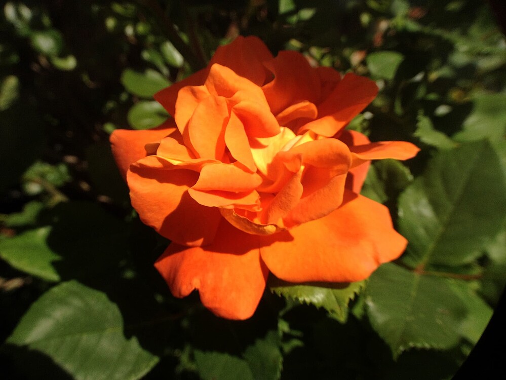 Growreport Bild 53