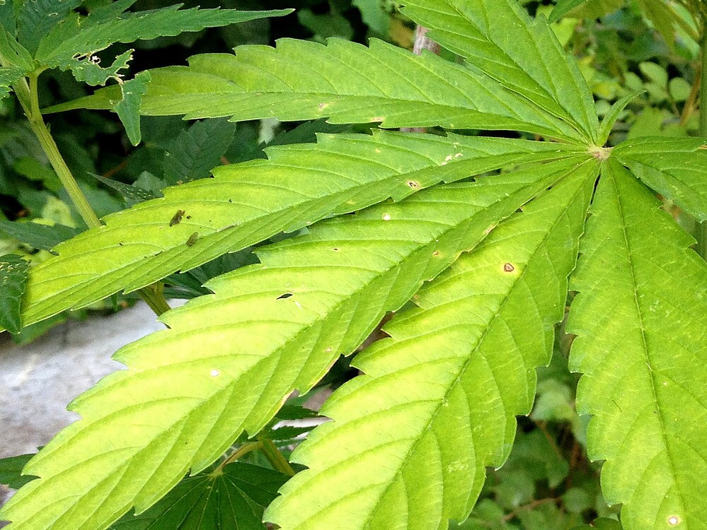 Growreport Bild 31