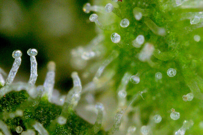 Growreport Bild 8
