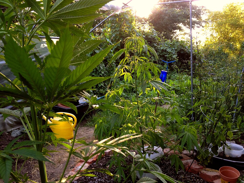 Growreport Bild 23