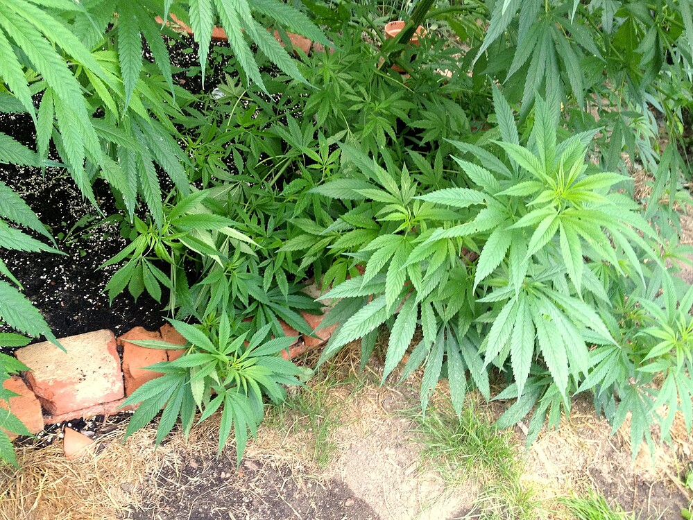 Growreport Bild 37