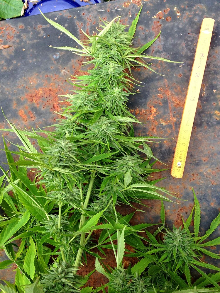 Growreport Bild 14