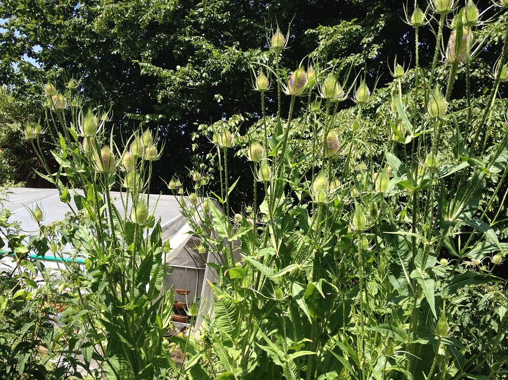 Growreport Bild 35