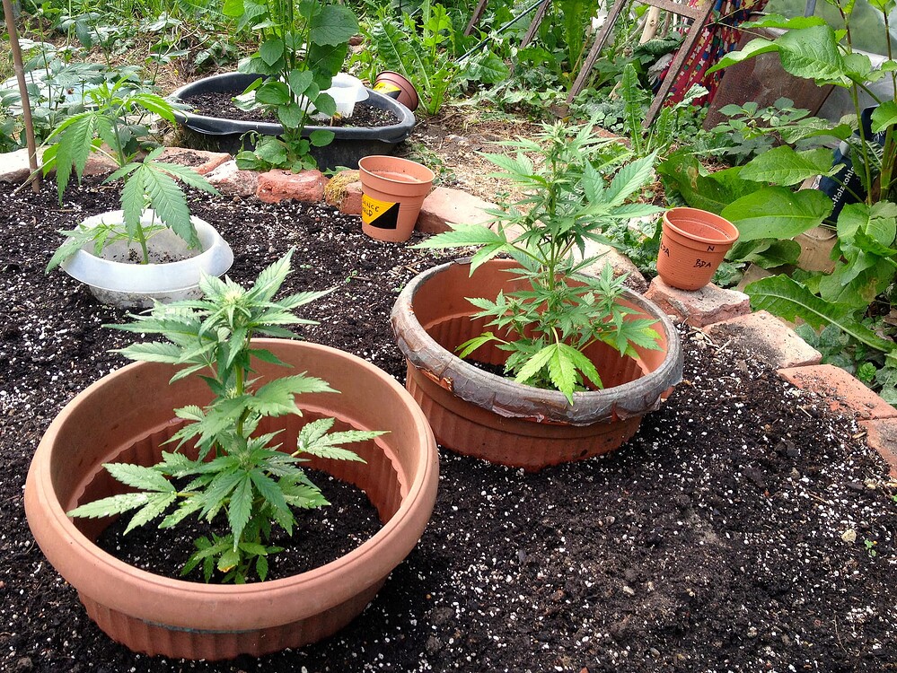 Drei junge Cannabispflanzen in Töpfen und einem Schneckenkragen in einem Gartenbeet.