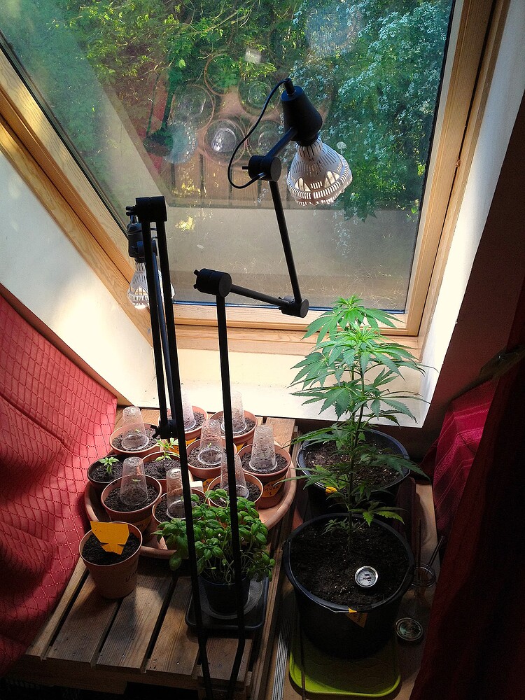 Eine größere Cannabis-Pflanze in einem schwarzen Topf steht neben einer Anzuchtstation mit mehreren kleinen Keimlingen unter Plastikhauben an einem Dachfenster.