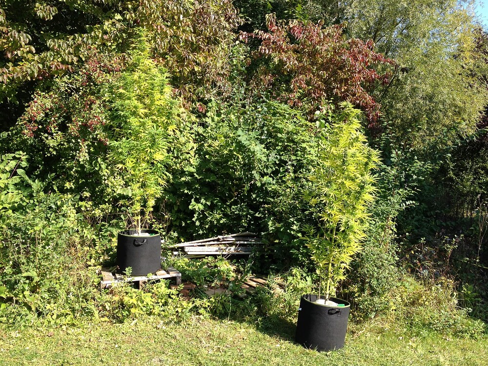 Growreport Bild 11