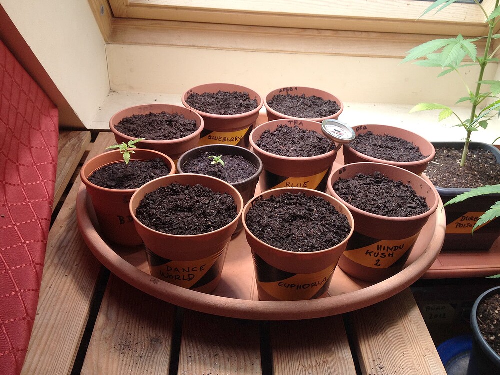Growreport Bild 4