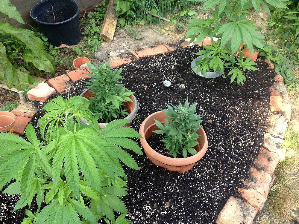 Growreport Bild 8