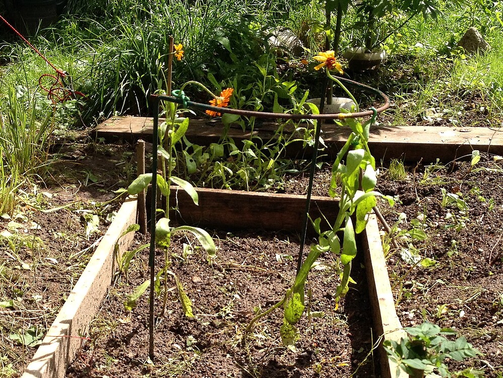 Growreport Bild 3