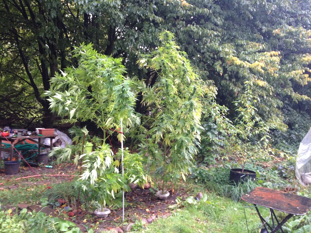 Growreport Bild 2