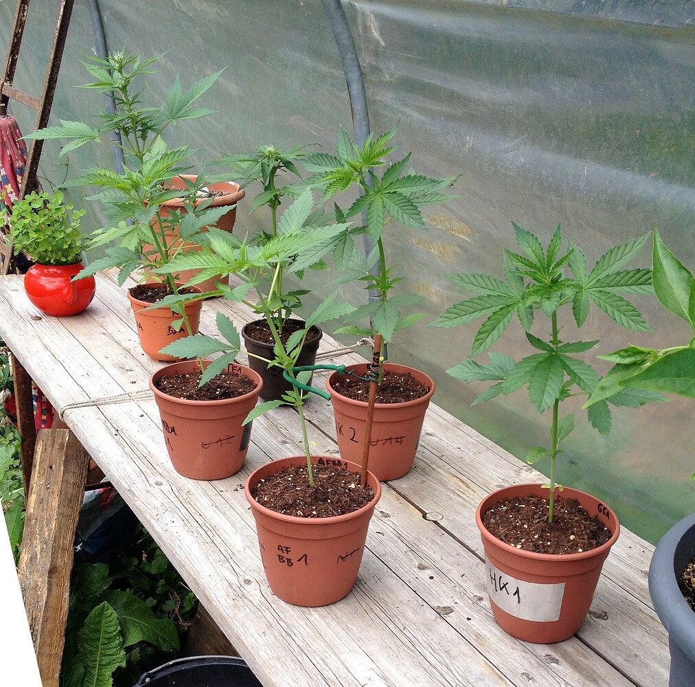 Growreport Bild 52